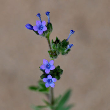 Gilia sinuata, Rosy Gilia